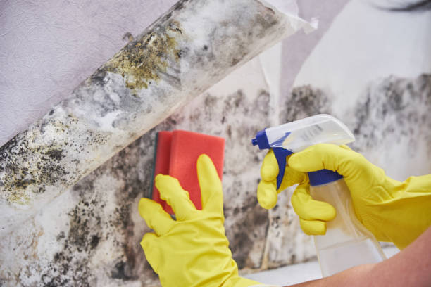 Environmental Consulting for Mold Prevention in Highland City, FL